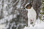 Jack Russell Terrier in snow