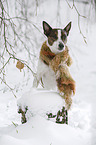 Jack Russell Terrier in snow