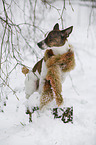 Jack Russell Terrier in snow