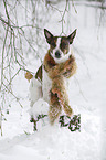 Jack Russell Terrier in snow