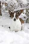 Jack Russell Terrier in snow