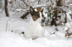 Jack Russell Terrier in snow