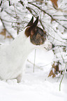 Jack Russell Terrier Portrait