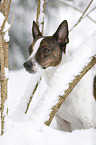 Jack Russell Terrier Portrait