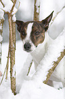 Jack Russell Terrier Portrait