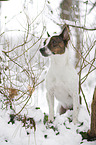 Jack Russell Terrier in snow