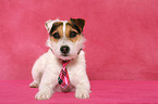 lying Jack Russell Terrier