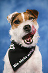 Jack Russell Terrier Portrait