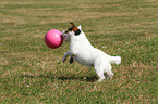 playing Jack Russell Terrier