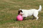 playing Jack Russell Terrier