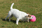 playing Jack Russell Terrier