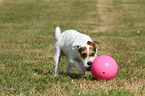 playing Jack Russell Terrier