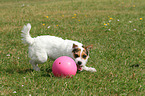 playing Jack Russell Terrier