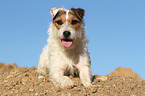 lying Jack Russell Terrier