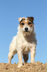 standing Jack Russell Terrier