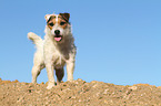 standing Jack Russell Terrier