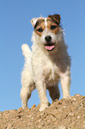 standing Jack Russell Terrier