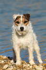 standing Jack Russell Terrier