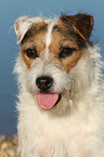 Jack Russell Terrier Portrait