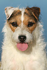 Jack Russell Terrier Portrait