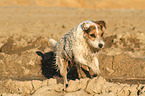 running Jack Russell Terrier