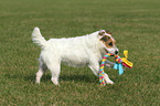 playing Jack Russell Terrier