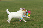 playing Jack Russell Terrier