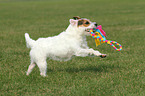 playing Jack Russell Terrier