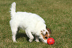 playing Jack Russell Terrier