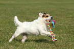 playing Jack Russell Terrier