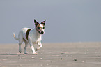 running Jack Russell Terrier