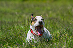 lying Jack Russell Terrier