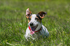 lying Jack Russell Terrier