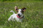 lying Jack Russell Terrier