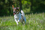 running Jack Russell Terrier