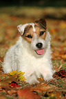 lying Jack Russell Terrier