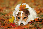 lying Jack Russell Terrier