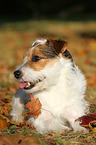 lying Jack Russell Terrier