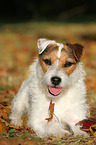 lying Jack Russell Terrier