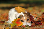 lying Jack Russell Terrier