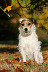 sitting Jack Russell Terrier