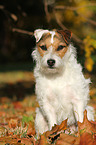 sitting Jack Russell Terrier