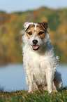 sitting Jack Russell Terrier