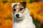 Jack Russell Terrier Portrait