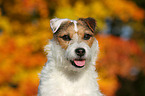 Jack Russell Terrier Portrait