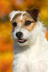 Jack Russell Terrier Portrait