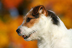 Jack Russell Terrier Portrait