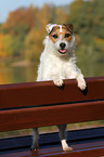 standing Jack Russell Terrier