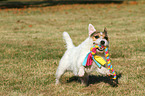 playing Jack Russell Terrier