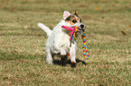 playing Jack Russell Terrier